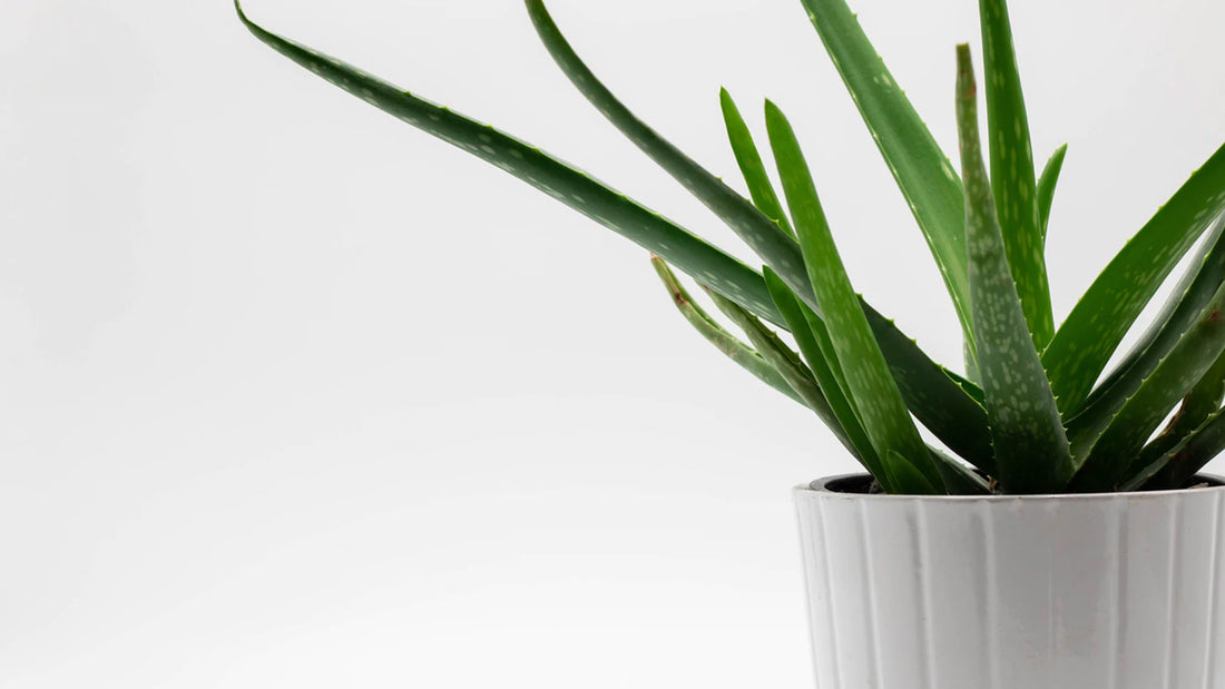 Aloe vera Herbalife - Pourquoi cette boisson améliore votre hydratation